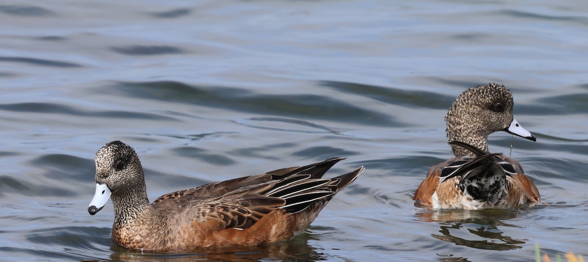 hvízdák americký - ML646031541