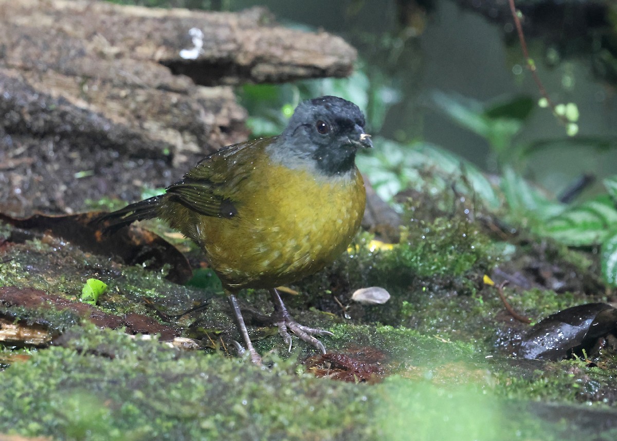Large-footed Finch - ML646031544