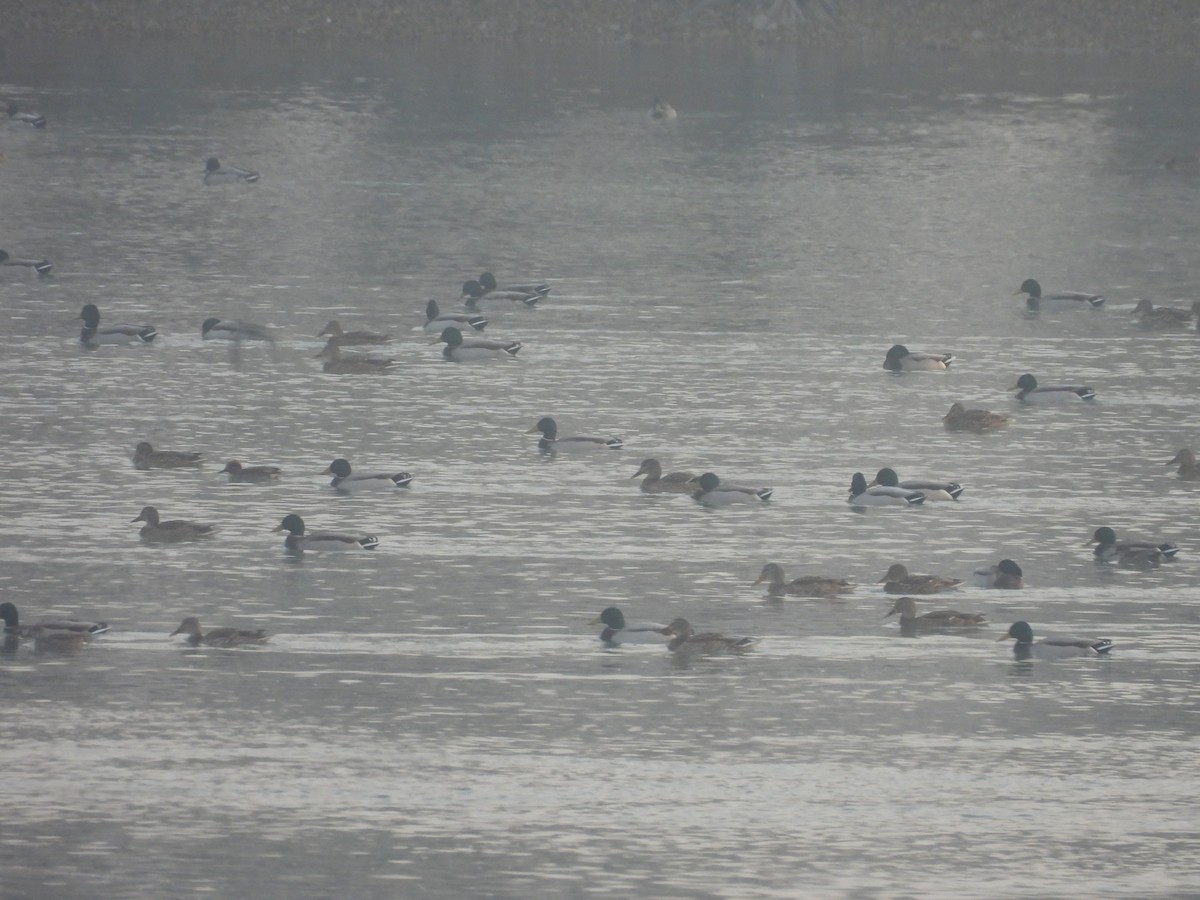 Mallard - ML646031546