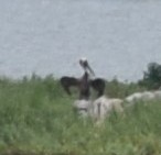 שקנאי חום - ML646031551