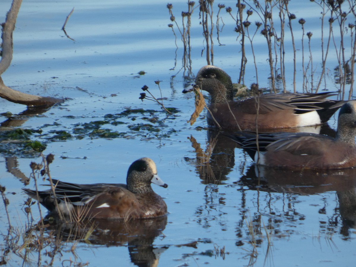 hvízdák americký - ML646031553