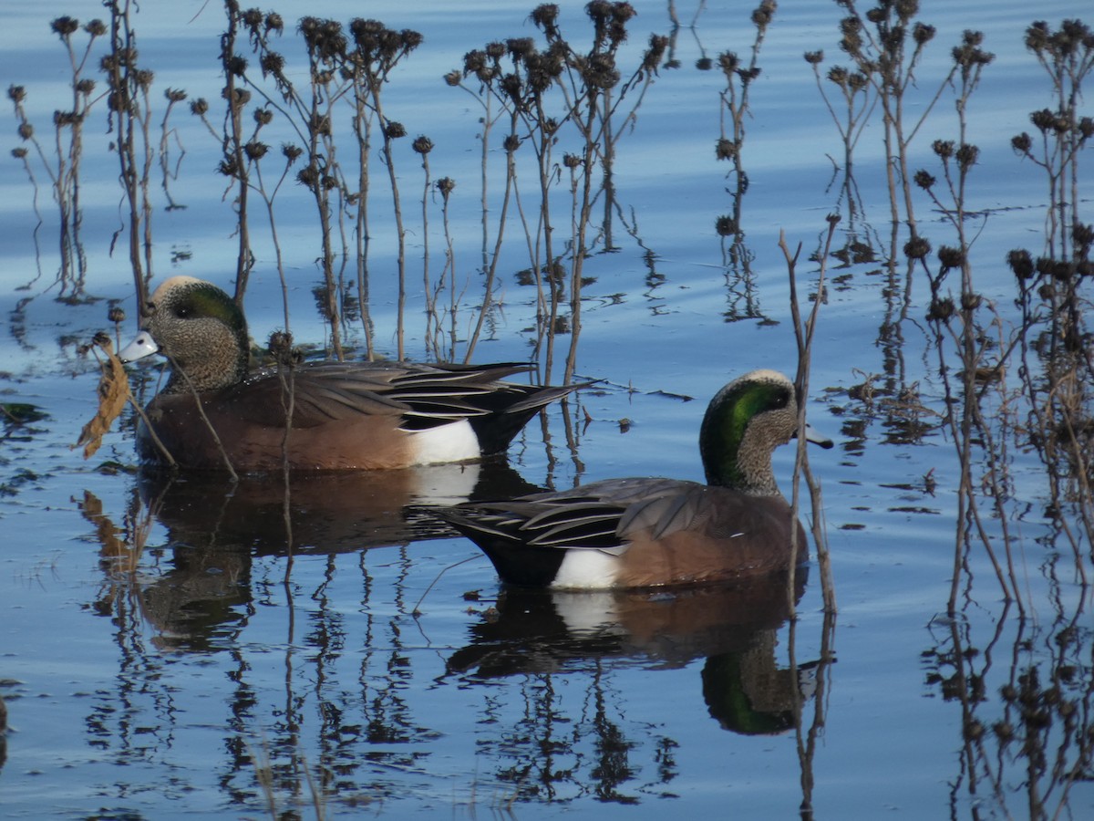 hvízdák americký - ML646031555