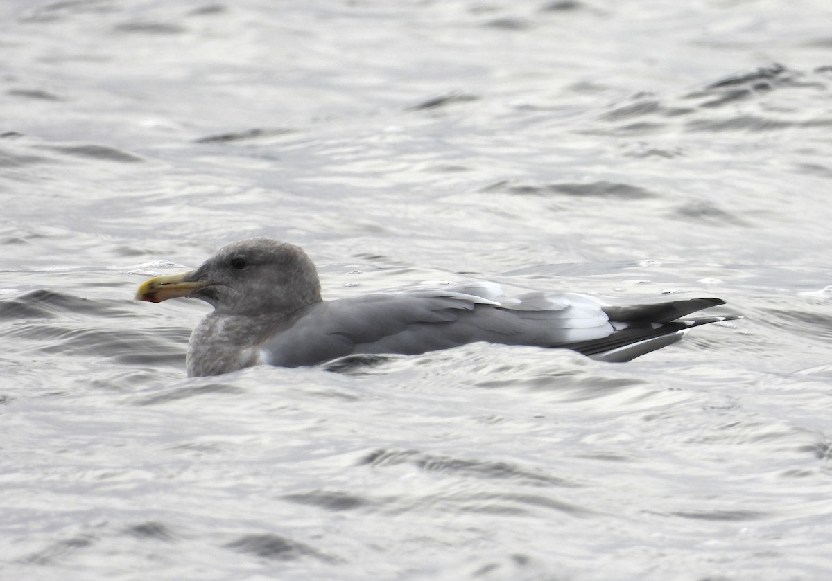 Western x Glaucous-winged Gull (hybrid) - ML646031556