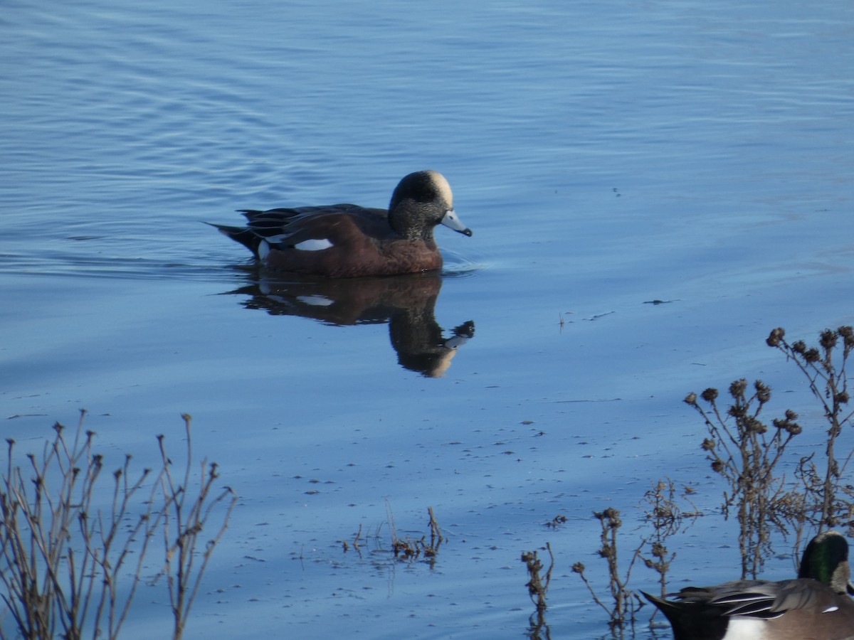 hvízdák americký - ML646031558