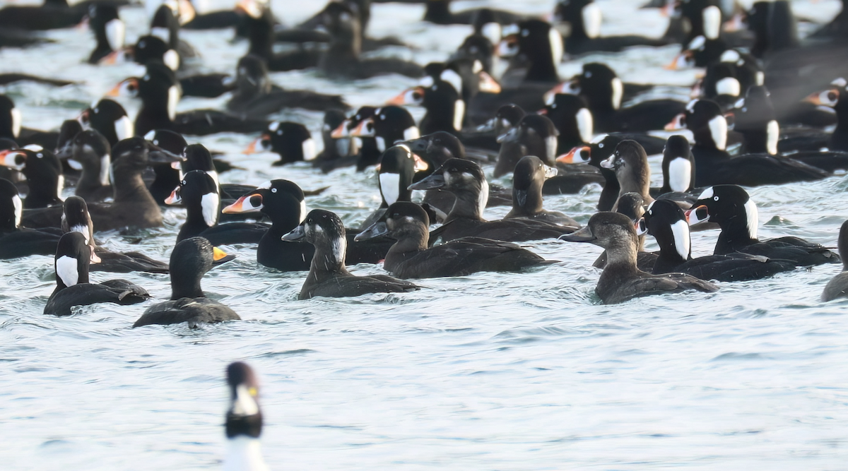 turpan žlutozobý - ML646031560