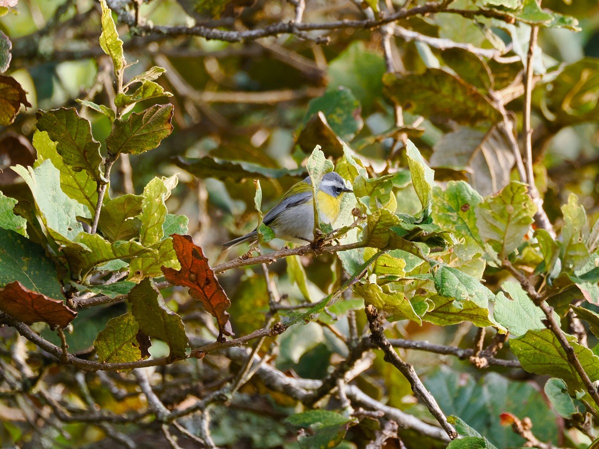 Crescent-chested Warbler - ML646031561