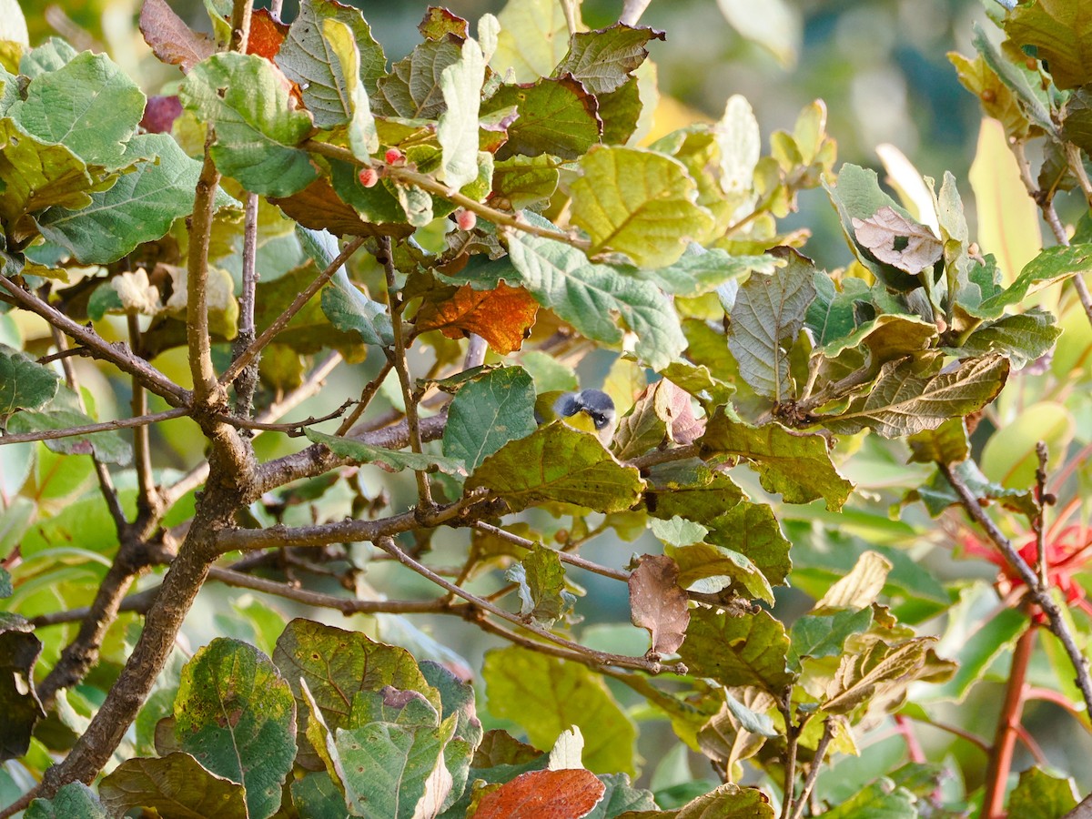 Crescent-chested Warbler - ML646031562