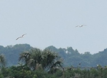 שחף צוחק - ML646031563