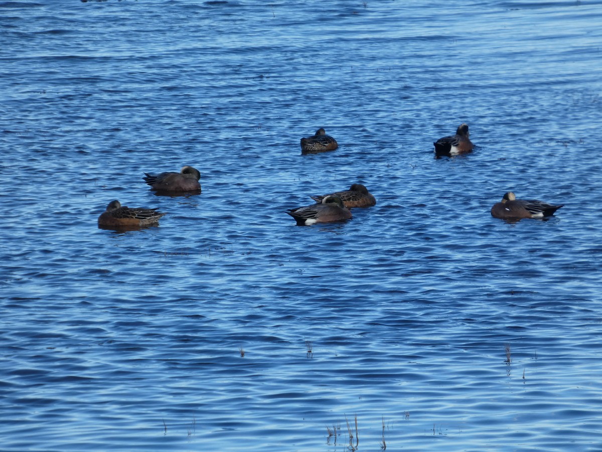 hvízdák americký - ML646031565