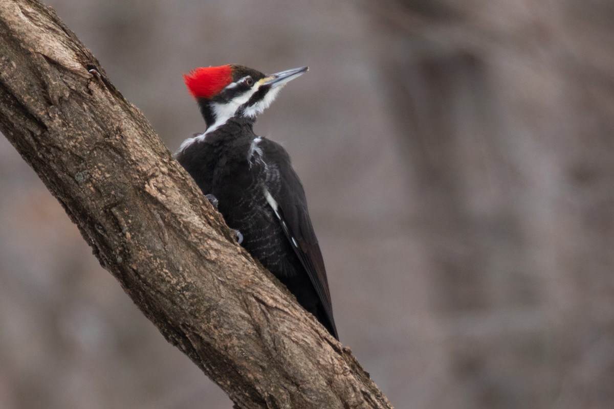 Жовна північна - ML646031566