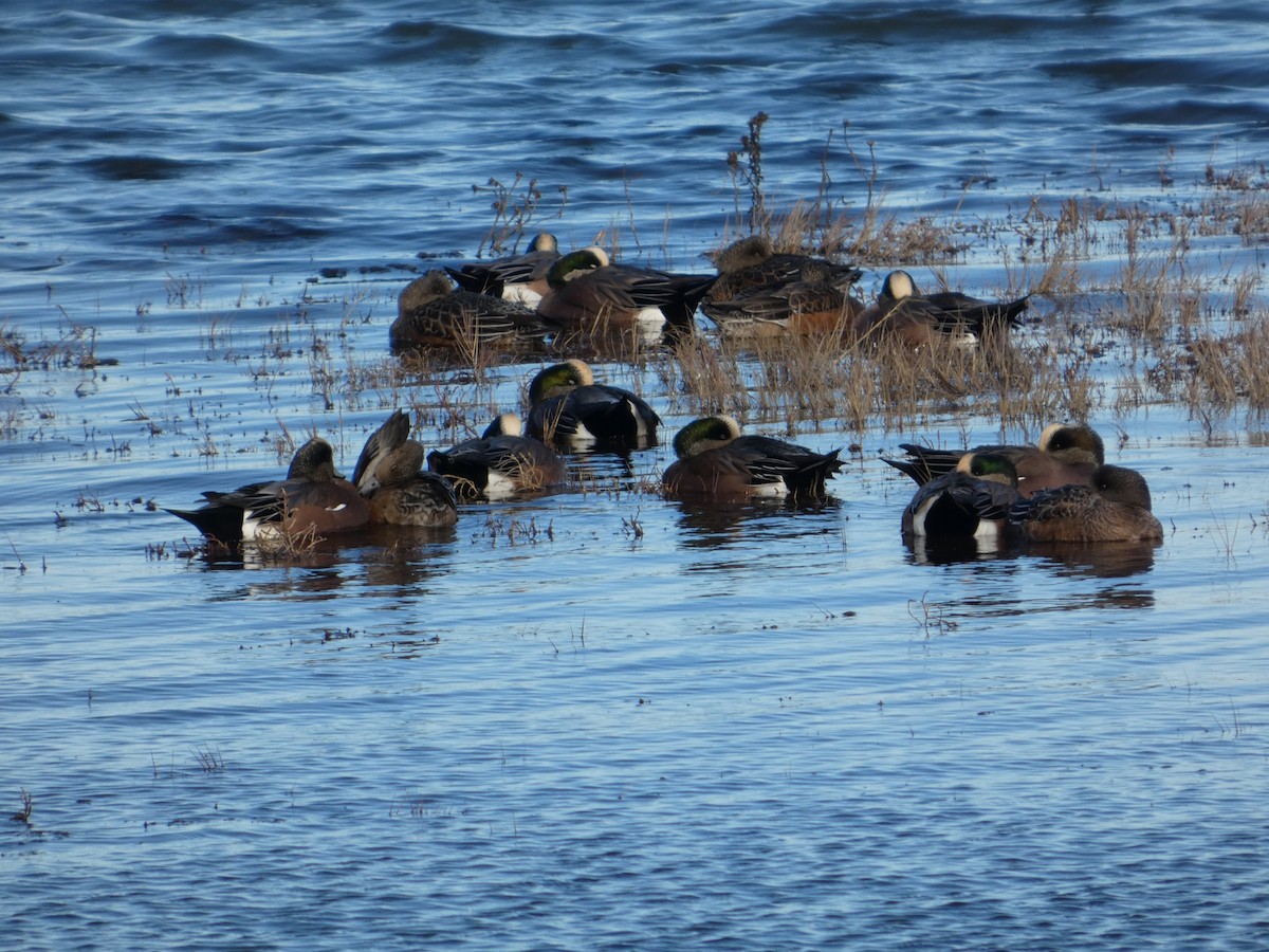 hvízdák americký - ML646031567