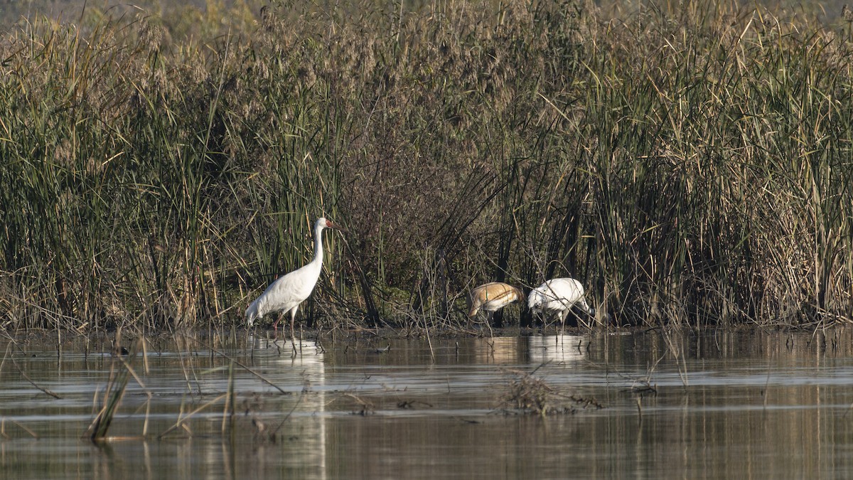 ソデグロヅル - ML646031568