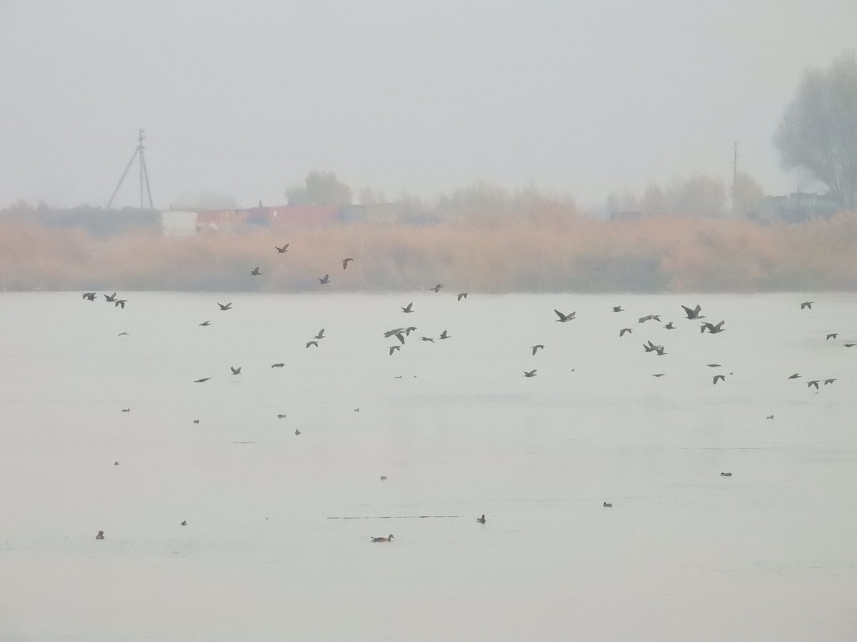 Pygmy Cormorant - ML646031569