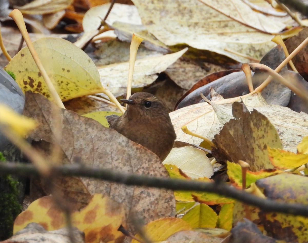 Pacific Wren - ML646031573
