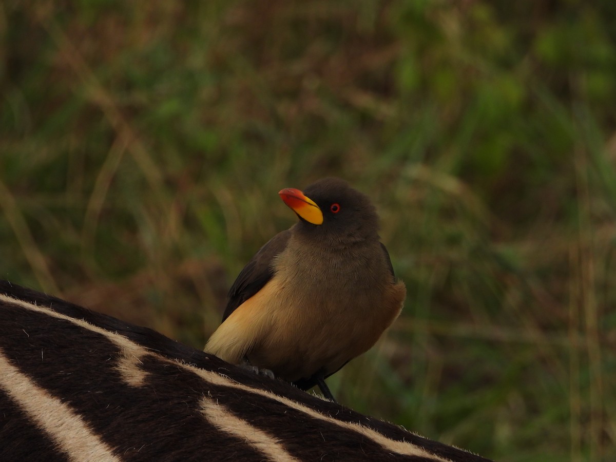 Yellow-billed Oxpecker - ML646031575