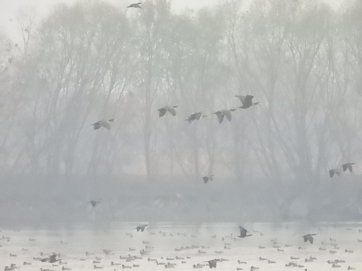 Great Cormorant - ML646031576