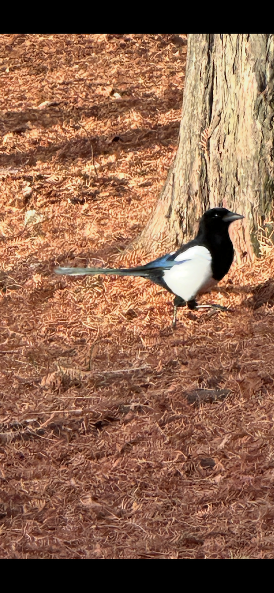 Дорнын шаазгай - ML646031579