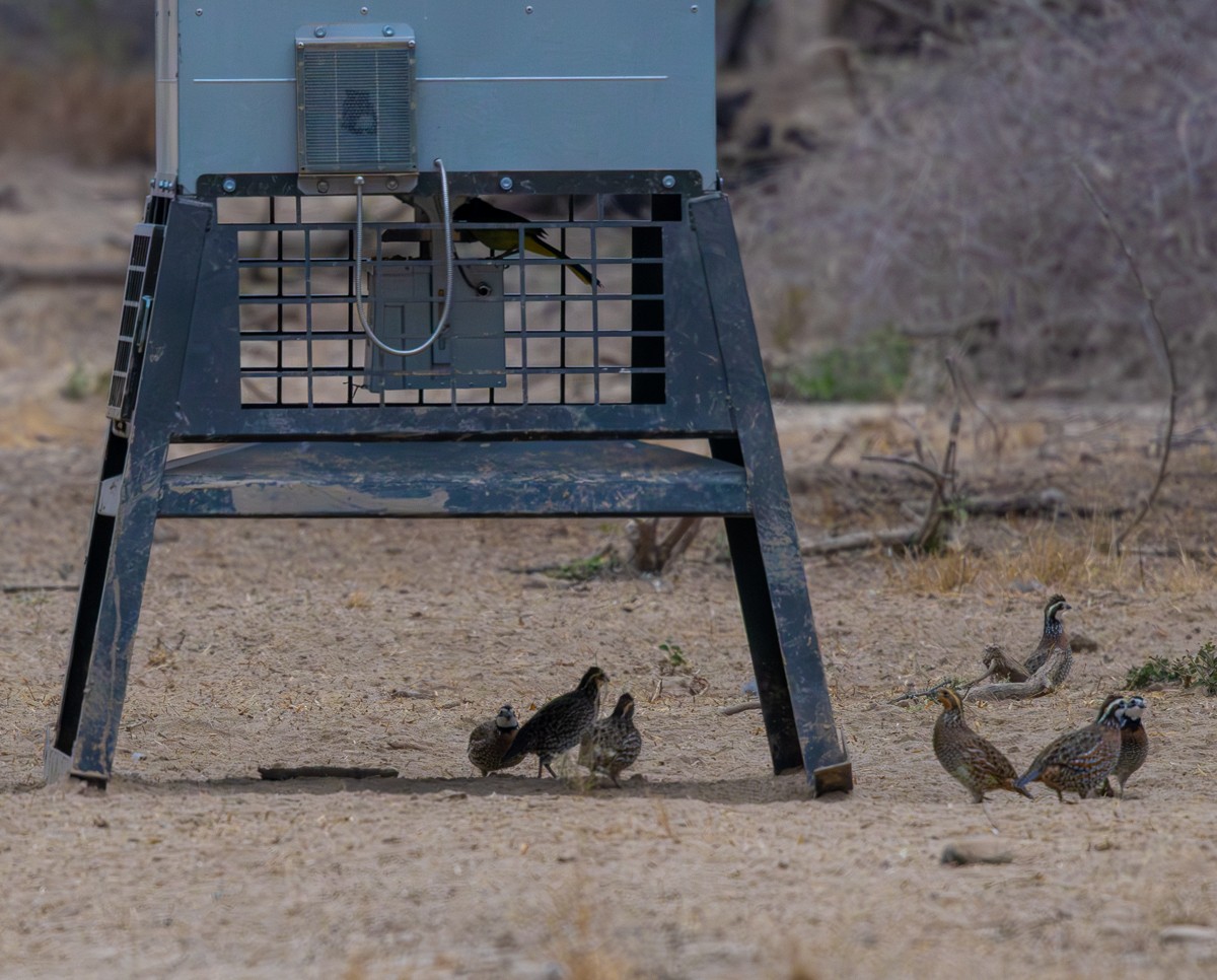 Northern Bobwhite - ML646031582