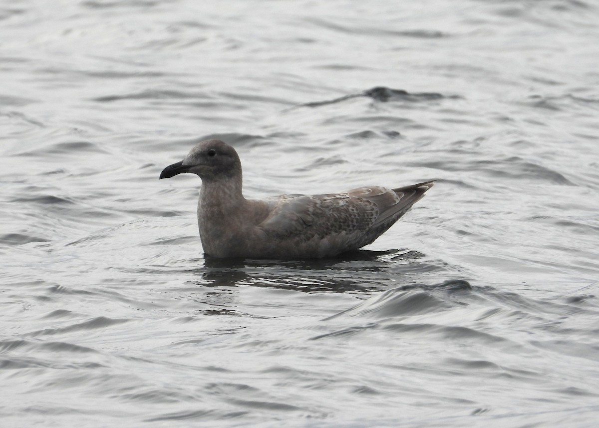 Glaucous-winged Gull - ML646031586