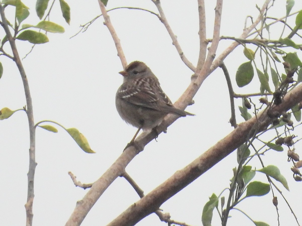 Porsuk Serçesi - ML646031590