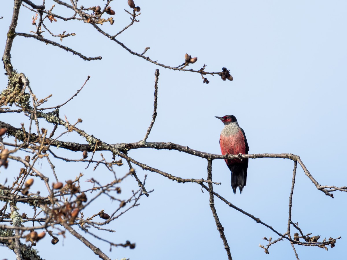 Blutgesichtspecht - ML646031594