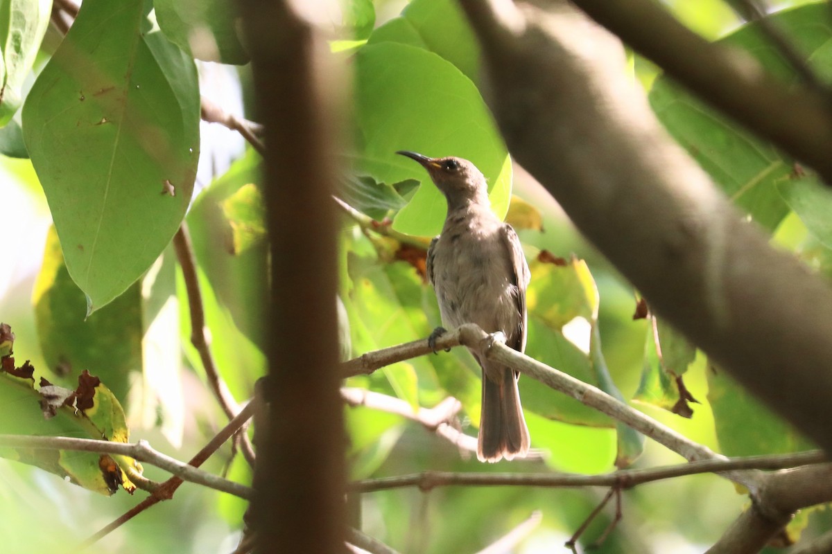 Queensland-Honigfresser - ML646031596