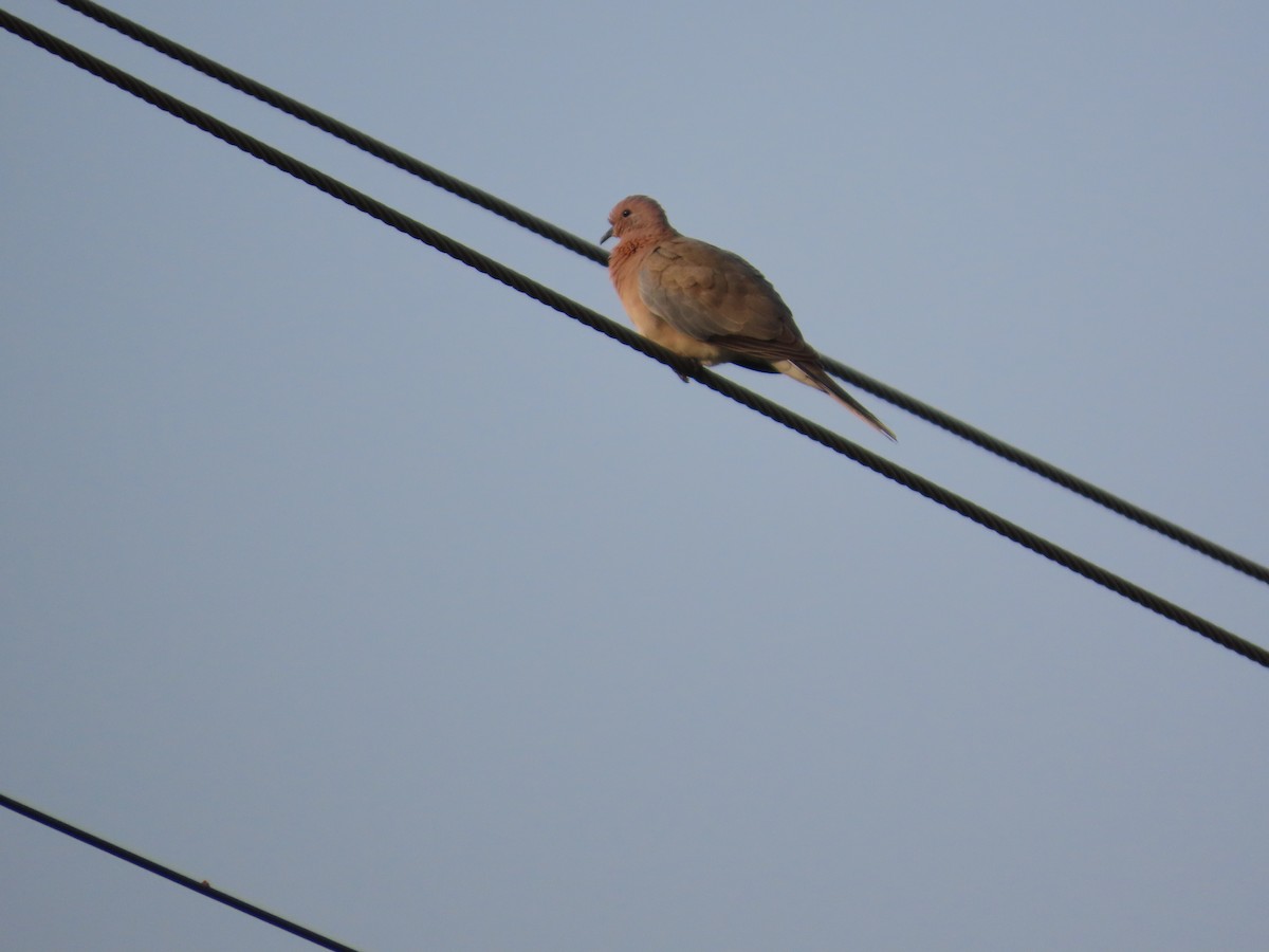 Palmtaube - ML646031598