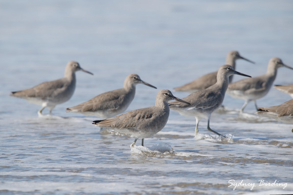 Schlammtreter - ML646031599