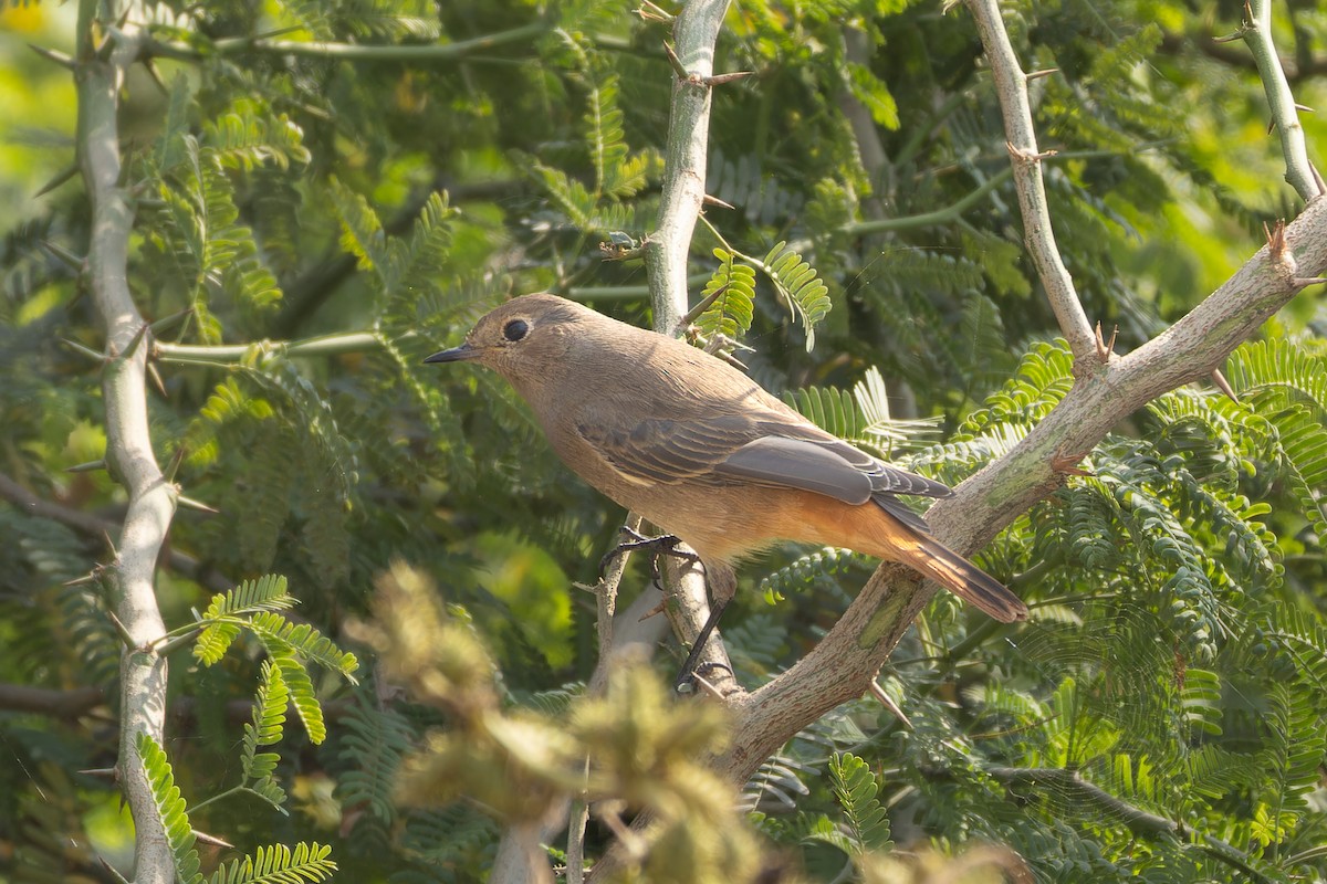 Hausrotschwanz - ML646031600