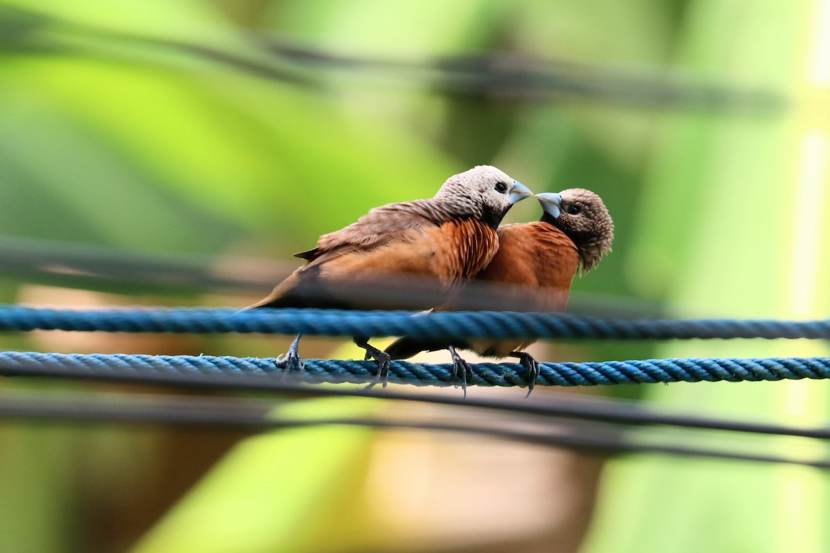 Weißscheitelnonne - ML646031601