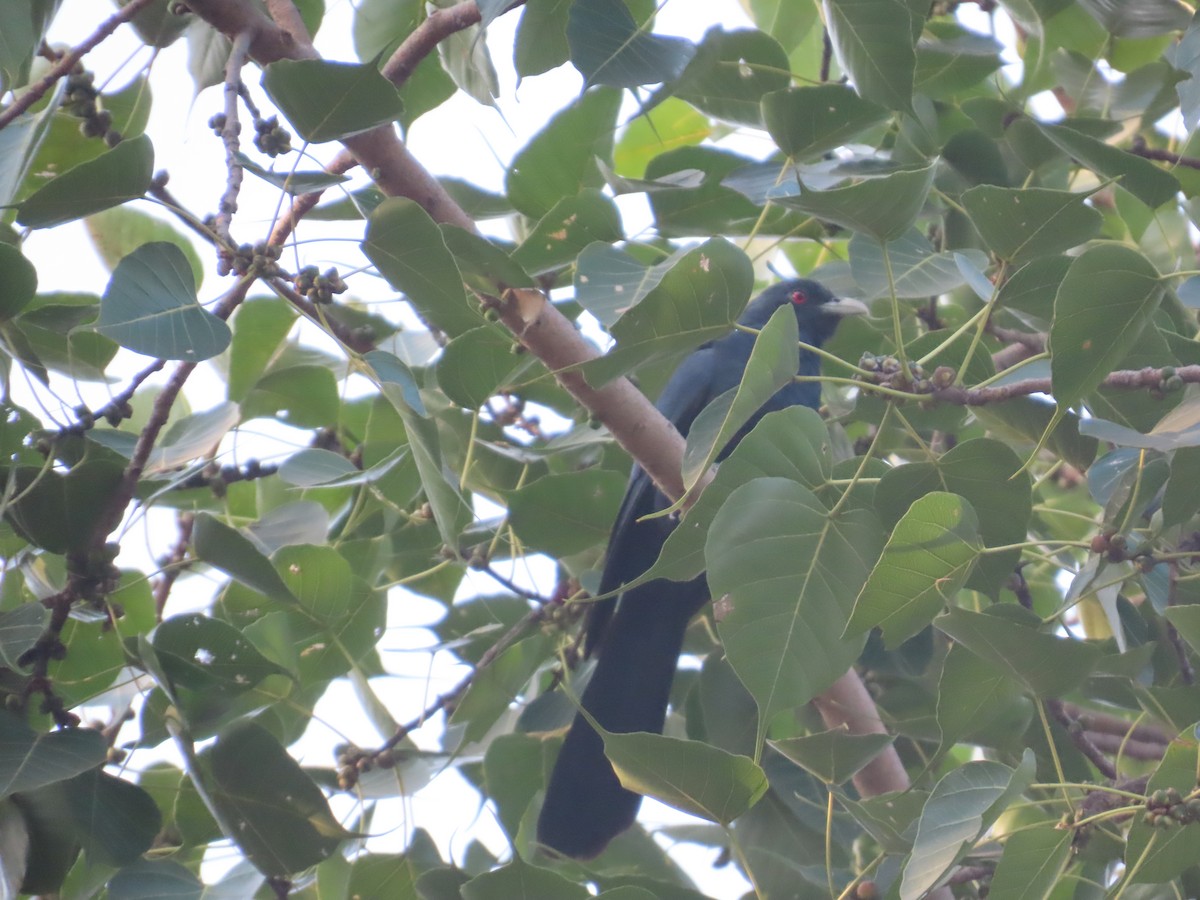 Asienkoel - ML646031602