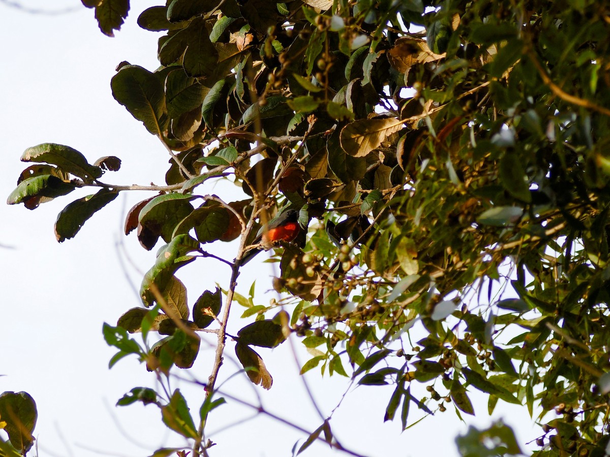 Larvenwaldsänger - ML646031603