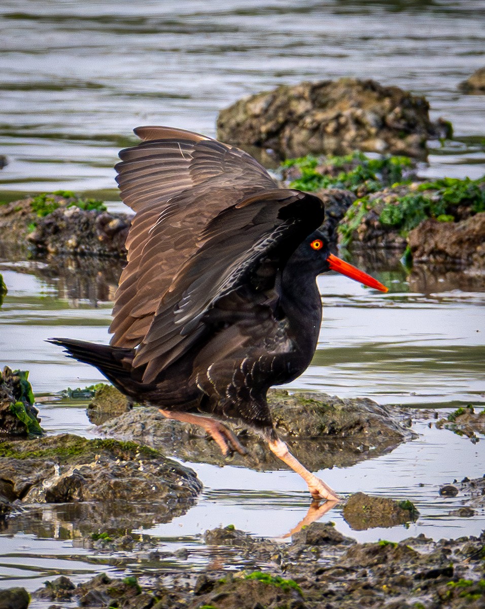 Klippenausternfischer - ML646031605