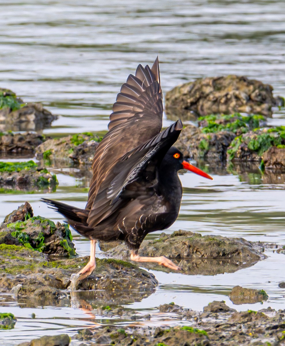 Klippenausternfischer - ML646031606