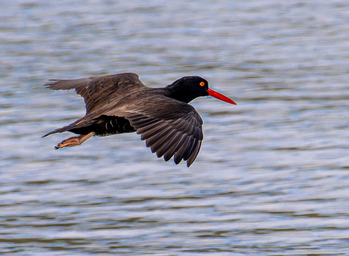 Klippenausternfischer - ML646031607