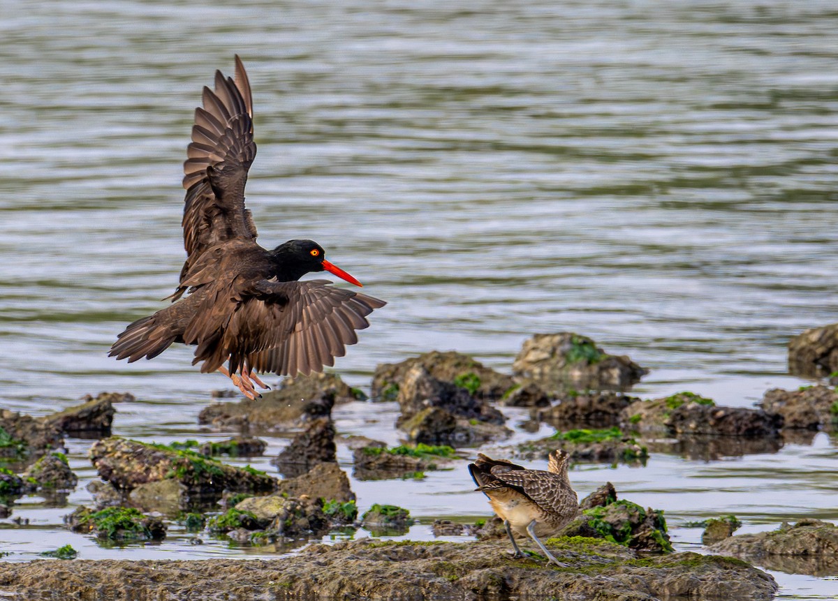 Klippenausternfischer - ML646031609