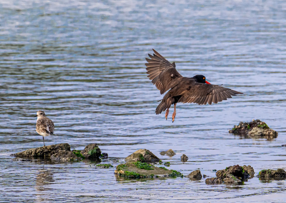 Klippenausternfischer - ML646031610