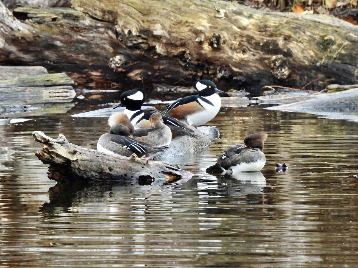 Kappensäger - ML646031611