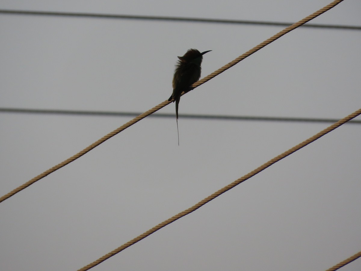 Bronzescheitel-Smaragdspint - ML646031612