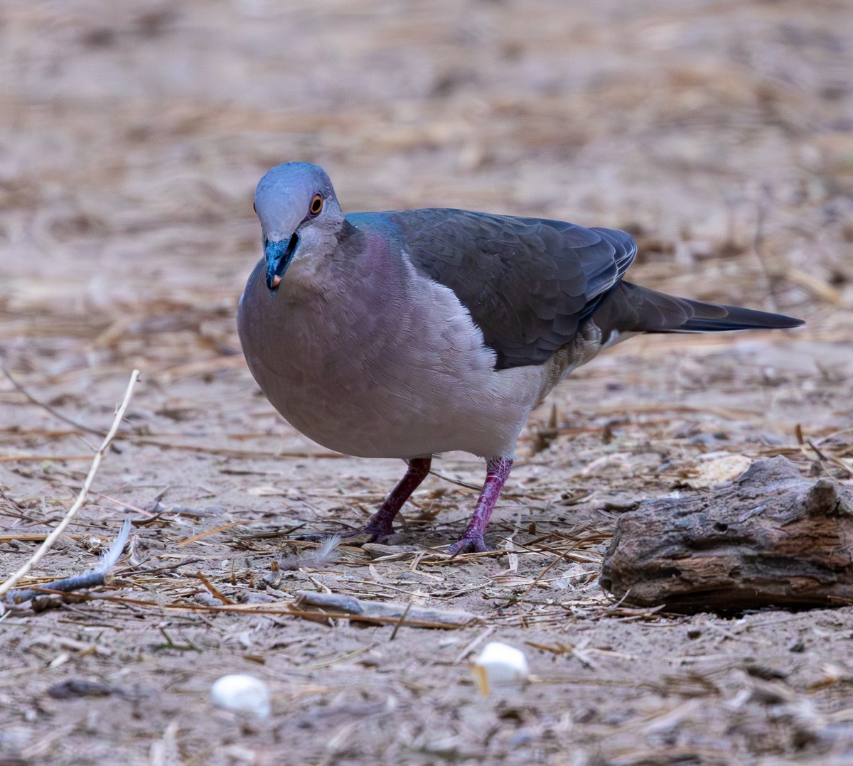 Blauringtaube - ML646031613