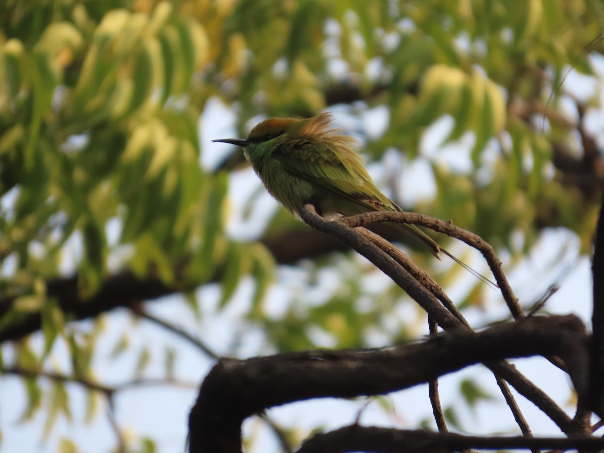 Bronzescheitel-Smaragdspint - ML646031614