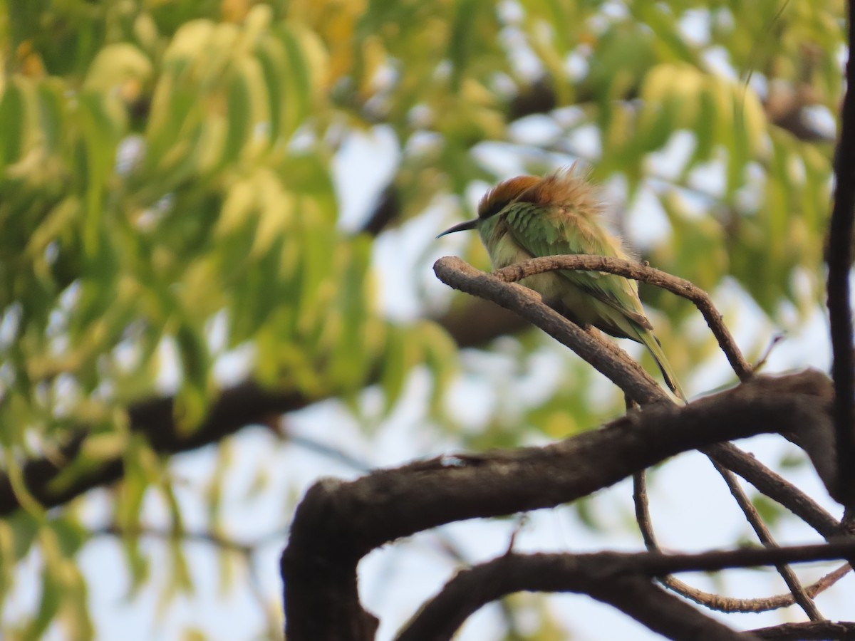 Bronzescheitel-Smaragdspint - ML646031615