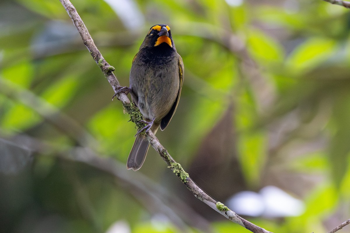 Goldbrauen-Gimpeltangare - ML646031616