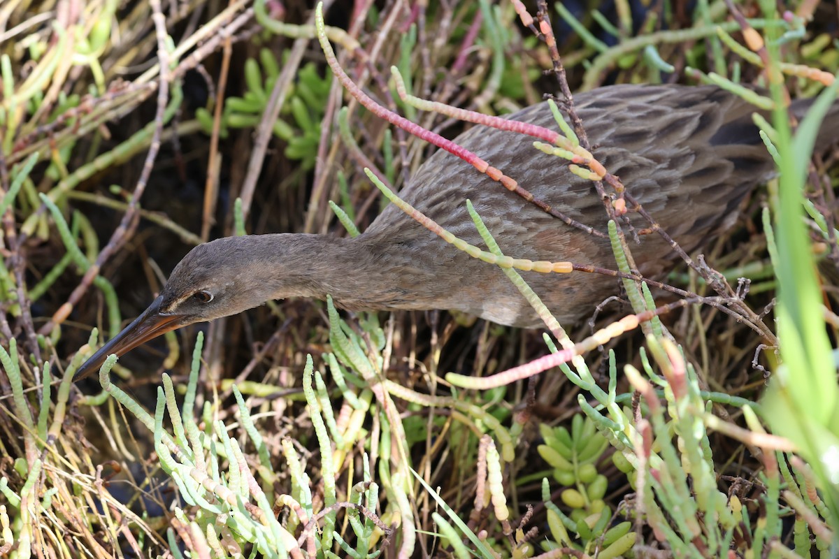 Ridgwayralle - ML646031618