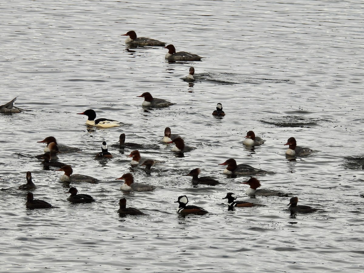 Gänsesäger - ML646031619