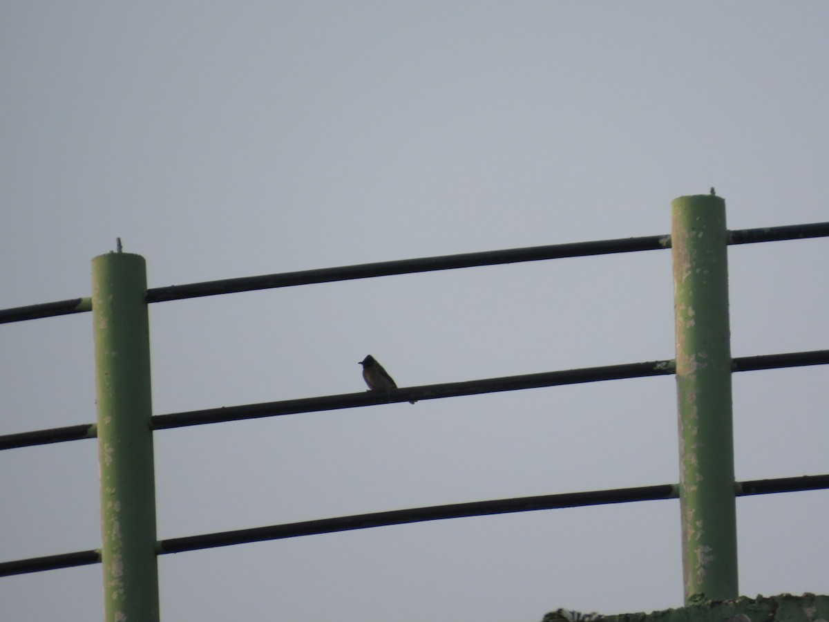 Rotsteißbülbül - ML646031623