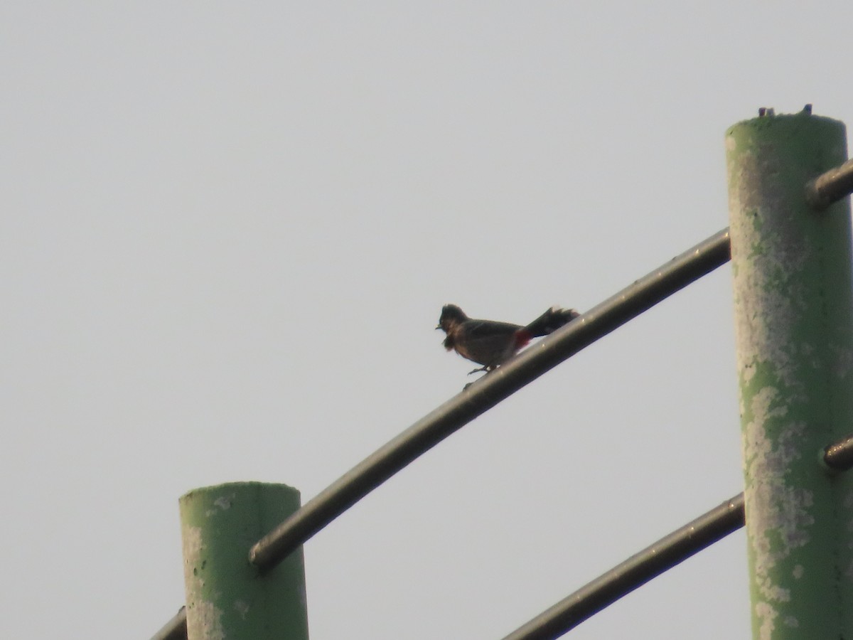 Rotsteißbülbül - ML646031625