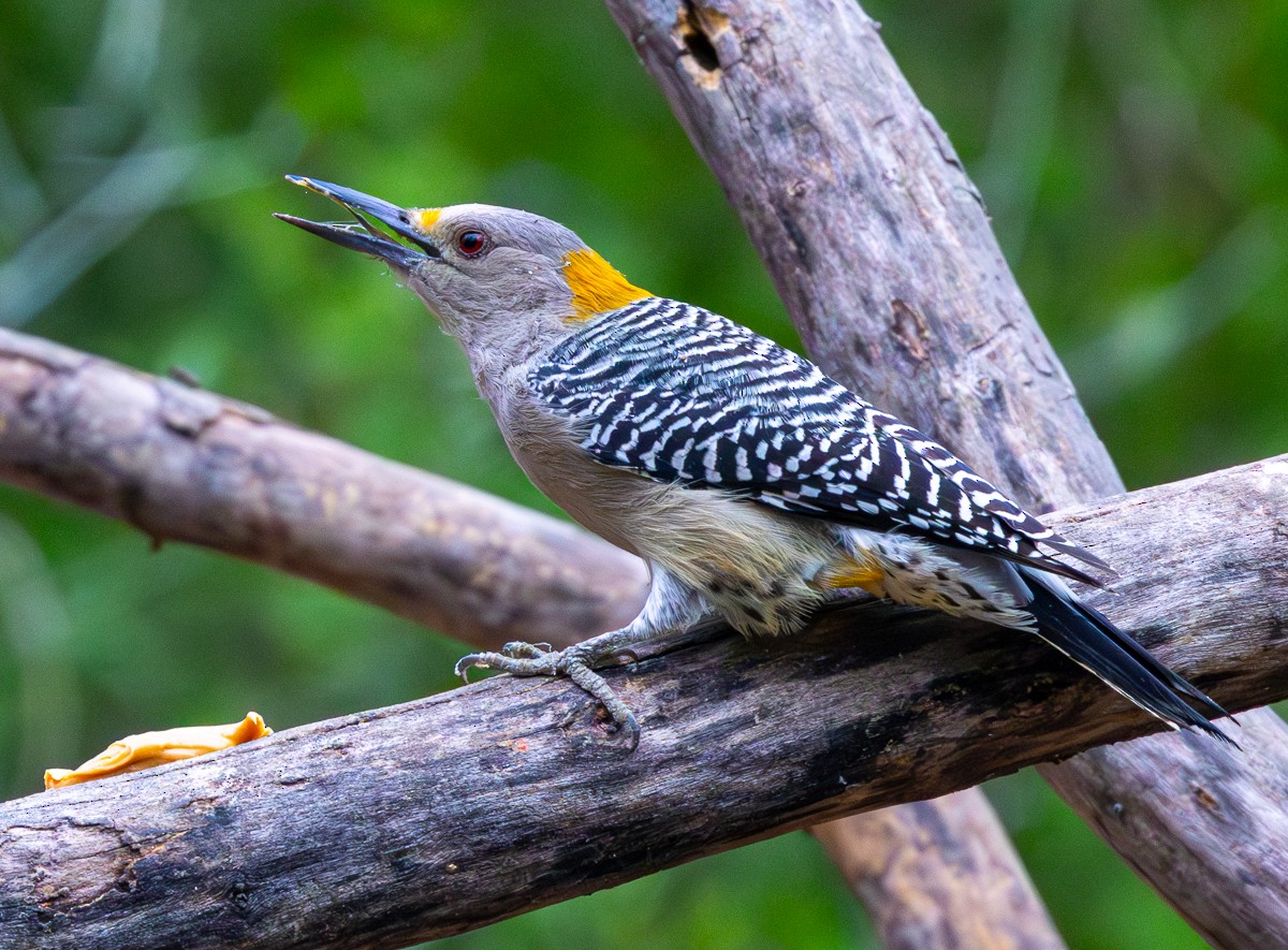 Golden-fronted Woodpecker - ML646031634