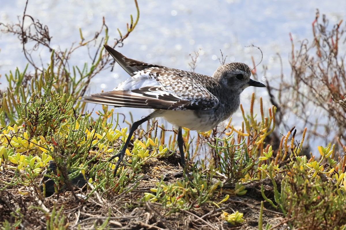 Black-bellied Plover - ML646031635