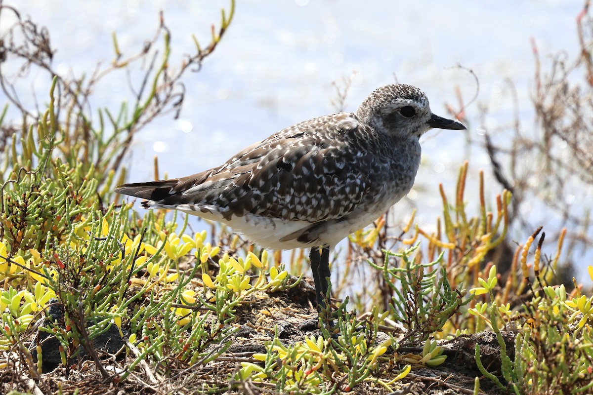 Black-bellied Plover - ML646031636